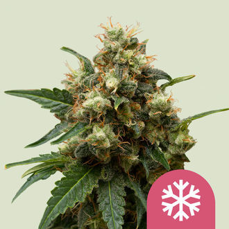 Ice (Royal Queen Seeds) feminizovaná