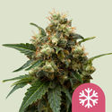 Ice (Royal Queen Seeds) feminizovaná