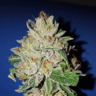 Violet Kush (Garden of Green) feminizovan&aacute;