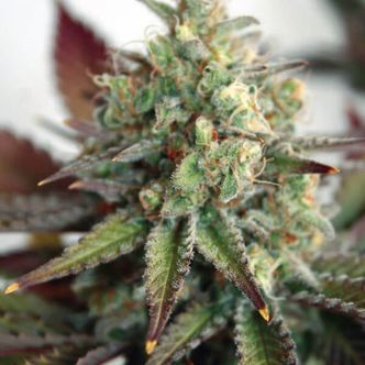 Critical 2.0 XL Samonakv&eacute;tac&iacute; (Garden of Green) feminizovan&aacute;