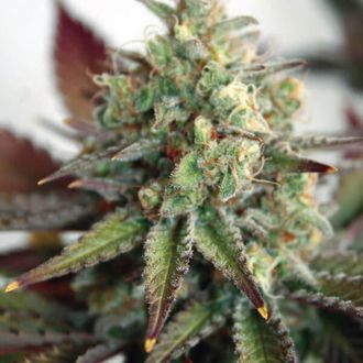 Critical 2.0 XL Samonakv&eacute;tac&iacute; (Garden of Green) feminizovan&aacute;