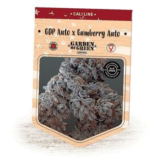 GDP Auto x Gumberry Auto (Garden of Green) feminizovan&aacute;