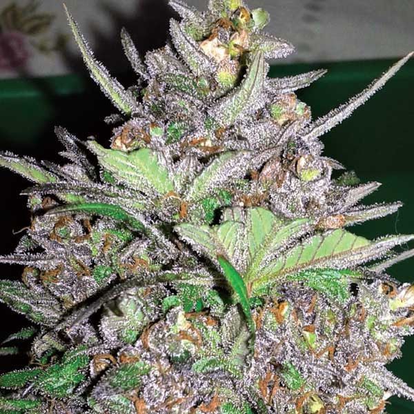 Violet Kush Samonakvétací (Garden of Green) feminizovaná