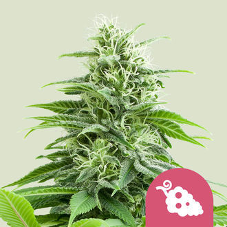 Fruit Spirit (Royal Queen Seeds) feminizovan&aacute;