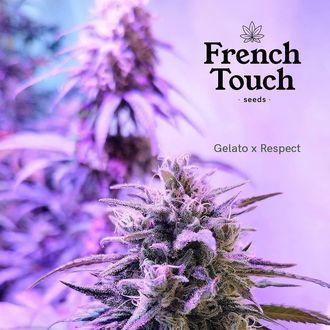 Respeto (French Touch Seeds) feminizovan&aacute;