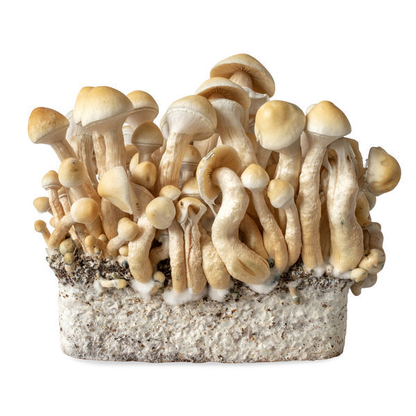 Stříkačka s tekutou kulturou White Rabbit (Acid Shroomz)