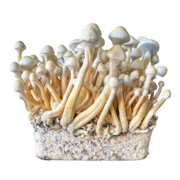 Rusty Whyte – stříkačka s tekutou kulturou (Acid Shroomz)