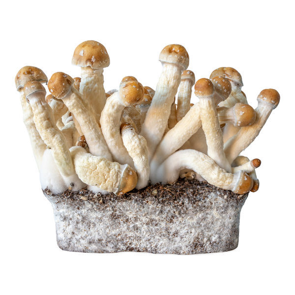 Stříkačka s tekutou kulturou Penis Envy (Acid Shroomz)