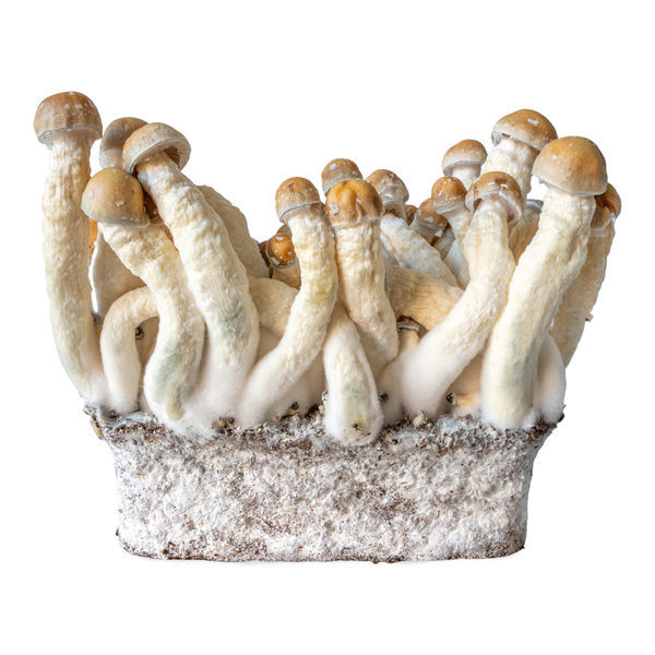 Stříkačka s tekutou kulturou Penis Envy (Acid Shroomz)