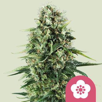 Power Flower (Royal Queen Seeds) feminizovan&aacute;