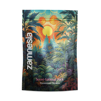 Bal&iacute;ček Scent-Sational &ndash; feminizovan&eacute; odrůdy