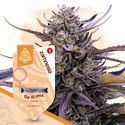 Kings of Kush Pack – feminizované odrůdy