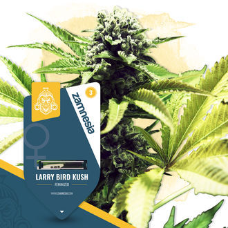 Super THC Pack – feminizované odrůdy