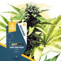 Super THC Pack – feminizované odrůdy