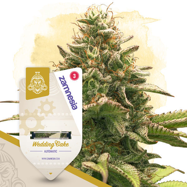 Super THC Pack – Samonakvétací odrůdy