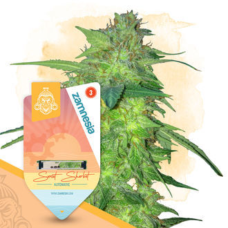 Super THC Pack – Samonakvétací odrůdy