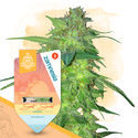 Super THC Pack – Samonakvétací odrůdy