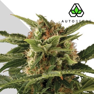 Auto Pounder (Auto Seeds) feminizovan&aacute;