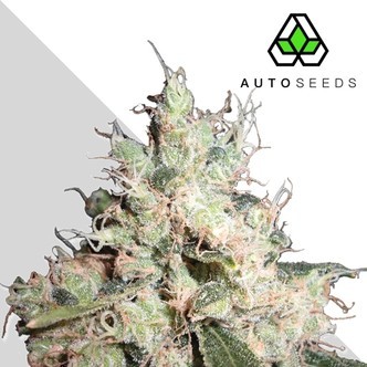 Hijack (Auto Seeds) feminizovan&aacute;