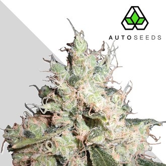 Hijack (Auto Seeds) feminizovan&aacute;