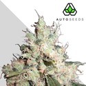Hijack (Auto Seeds) feminizovaná