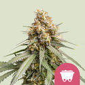 Shining Silver Haze (Royal Queen Seeds) feminizovaná