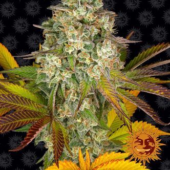 Cookies Kush Auto (Barney's Farm) feminizovan&aacute;