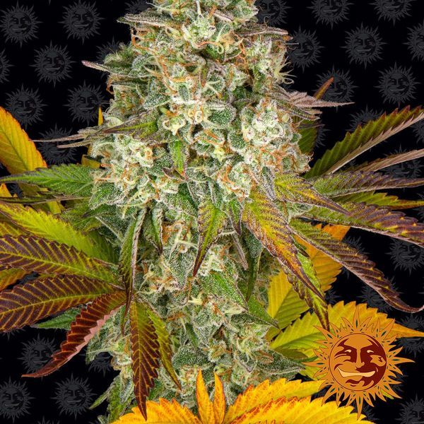 Cookies Kush Auto (Barney's Farm) feminizovaná