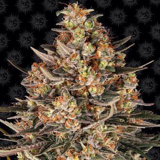 Lemon Drizzle (Barney's Farm) feminizovan&aacute;