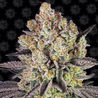 Runtz (Barney's Farm) feminizovan&aacute;