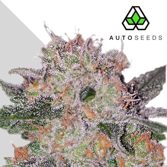 Trans Siberian (Auto Seeds) feminizovan&aacute;