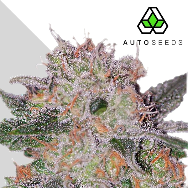 Trans Siberian (Auto Seeds) feminizovaná