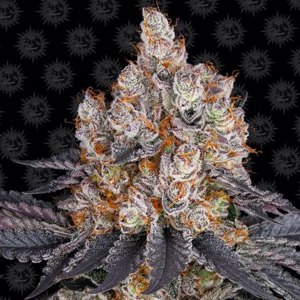 Gelato (Barney's Farm) feminizovaná