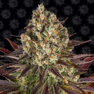 Biscotti (Barney's Farm) feminizovaná