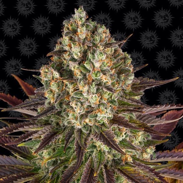 Biscotti (Barney's Farm) feminizovaná