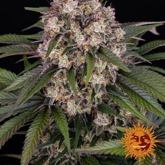 OG Kush Samonakv&eacute;tac&iacute; (Barney's Farm) feminizovan&aacute;