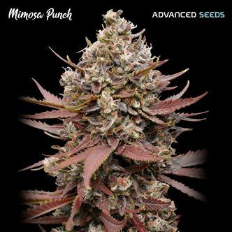 Mimosa Punch (Advanced Seeds) feminizovan&aacute;