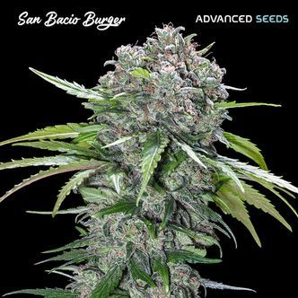 San Bacio Burger (Advanced Seeds) feminizovan&aacute;