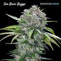 San Bacio Burger (Advanced Seeds) feminizovaná