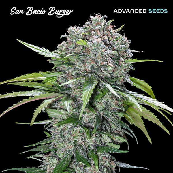 San Bacio Burger (Advanced Seeds) feminizovaná