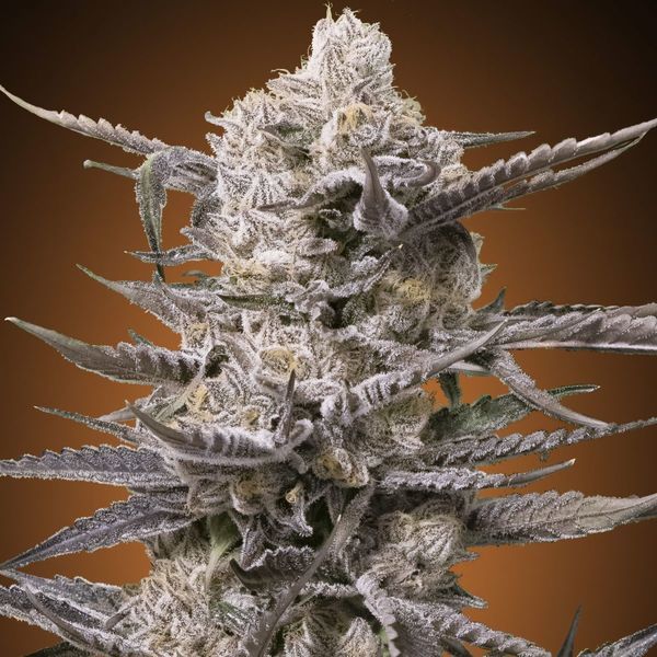Watermelon OG (Advanced Seeds) feminizovaná