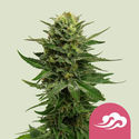 Blue Mystic (Royal Queen Seeds) feminizovaná