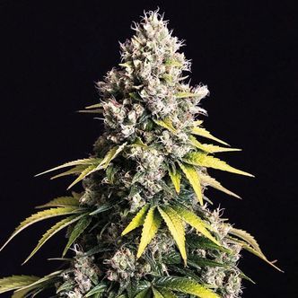 Lemon Cream Kush Samonakv&eacute;tac&iacute; (Spliff Seeds) feminizovan&aacute;