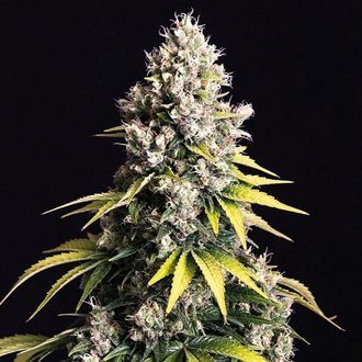Lemon Cream Kush Samonakv&eacute;tac&iacute; (Spliff Seeds) feminizovan&aacute;