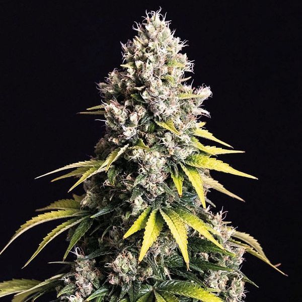 Lemon Cream Kush Samonakvétací (Spliff Seeds) feminizovaná