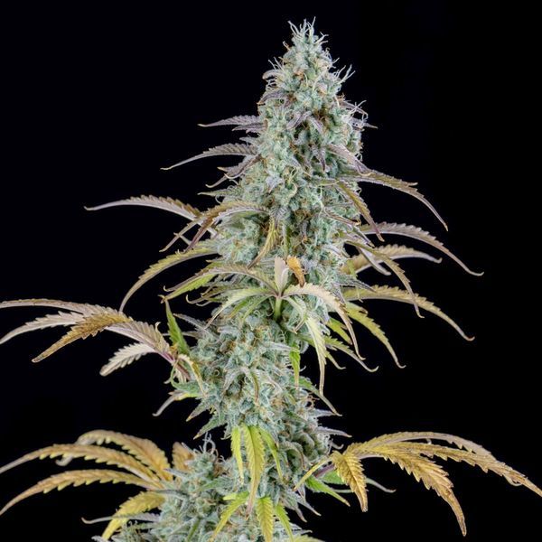 AK Samonakvétací (Spliff Seeds) feminizovaná