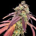 Amnesiac Samonakvétací (Spliff Seeds) feminizovaná