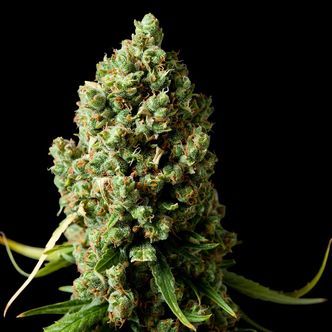 Amnesiac (Spliff Seeds) feminizovan&aacute;