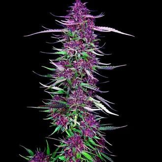 Purple Berry Kush (Spliff Seeds) feminizovan&aacute;