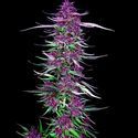 Purple Berry Kush (Spliff Seeds) feminizovaná